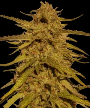 Barneys Farm Pineapple Haze Regular