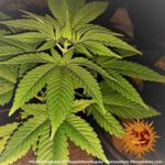 Barneys Farm Pineapple Haze Regular 5
