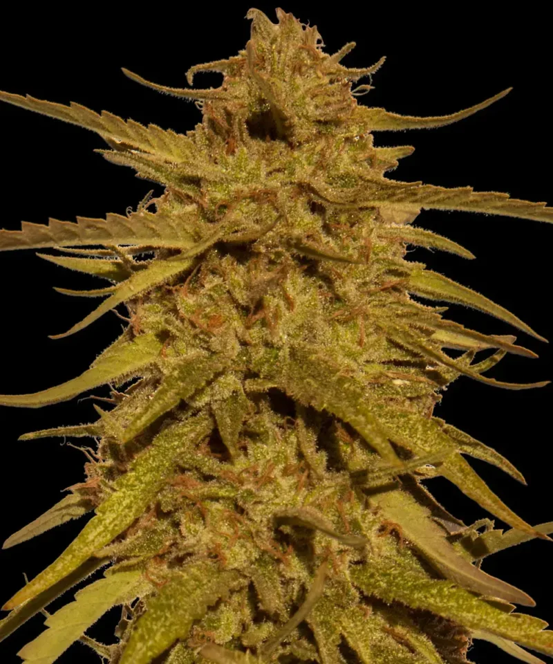 Barneys Farm Pineapple Haze Regular
