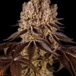 Barneys Farm Purple Punch