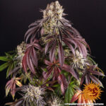 Barneys Farm Purple Punch 2