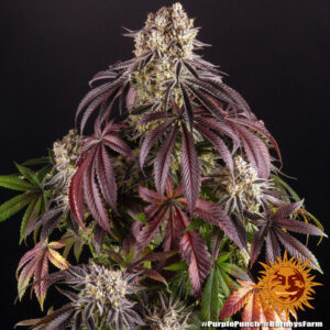 Barneys Farm Purple Punch 2