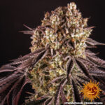 Barneys Farm Purple Punch 4