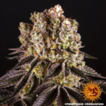 Barneys Farm Purple Punch 5