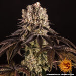 Barneys Farm Purple Punch 6