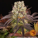 Barneys Farm Purple Punch x Lemon Drizzle 2