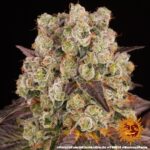 Barneys Farm Purple Punch x Lemon Drizzle 3