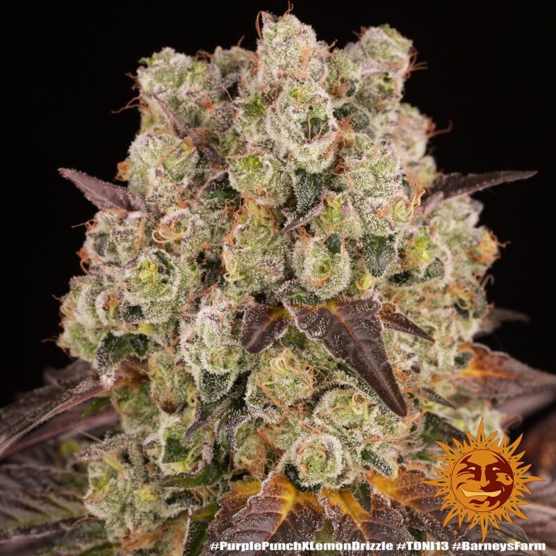 Barneys Farm Purple Punch x Lemon Drizzle 3
