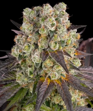 Barneys Farm Purple Punch x Lemon Drizzle