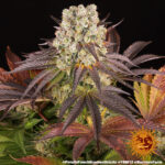 Barneys Farm Purple Punch x Lemon Drizzle 4