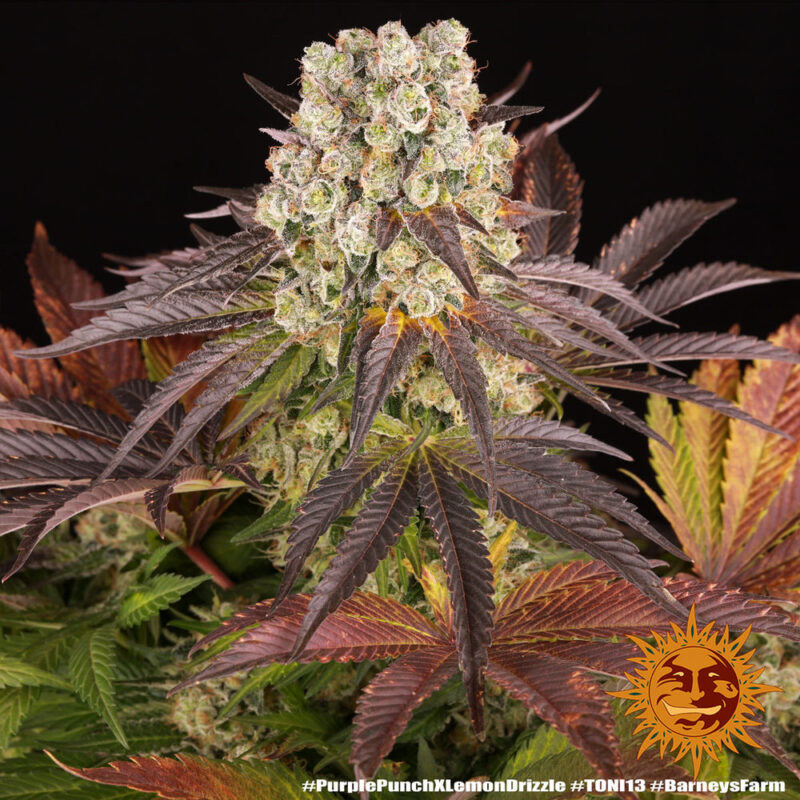 Barneys Farm Purple Punch x Lemon Drizzle 4