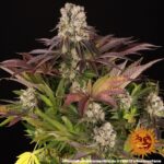 Barneys Farm Purple Punch x Lemon Drizzle 5