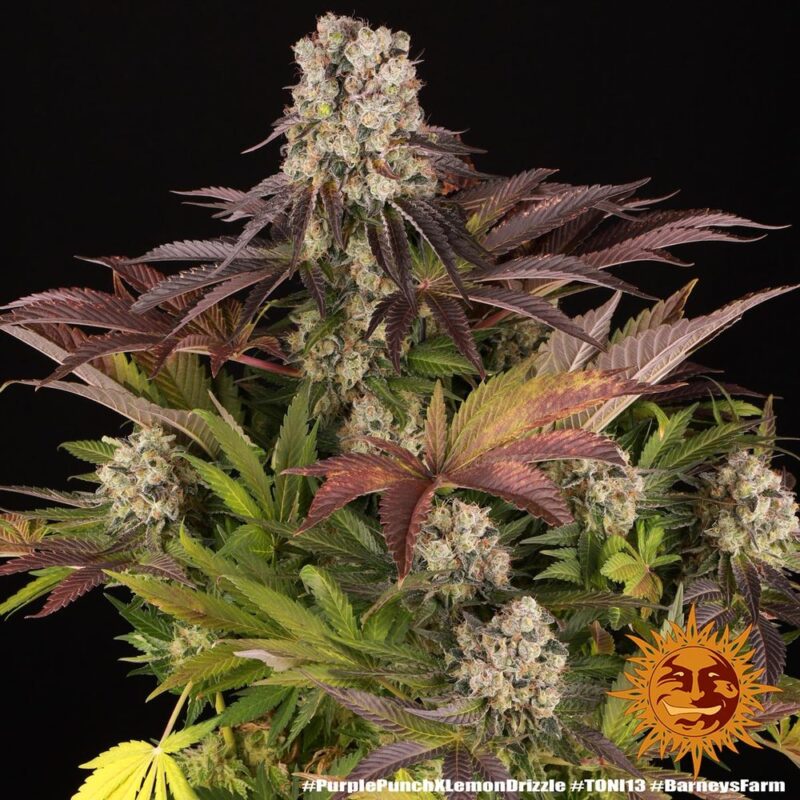 Barneys Farm Purple Punch x Lemon Drizzle 5