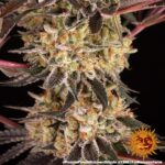 Barneys Farm Purple Punch x Lemon Drizzle 6