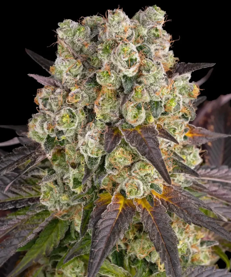 Barneys Farm Purple Punch x Lemon Drizzle