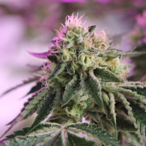 Barneys Farm RS11 x Banana OG