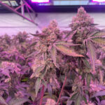 Barneys Farm RS11 x Banana OG 4