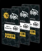 Barneys Farm RS11 x Banana OG 5