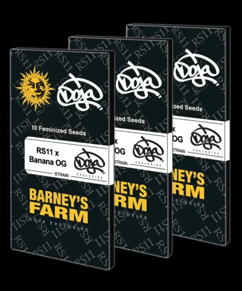 Barneys Farm RS11 x Banana OG 5