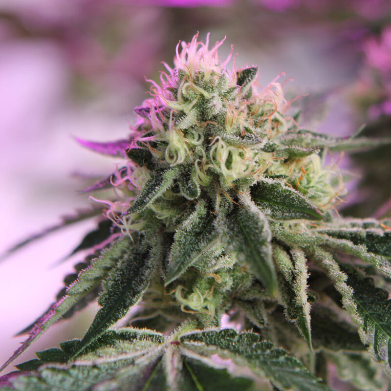 Barneys Farm RS11 x Banana OG