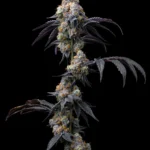 Barneys Farm Rainbow Sherbet