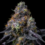 Barneys Farm Rainbow Sherbet 2