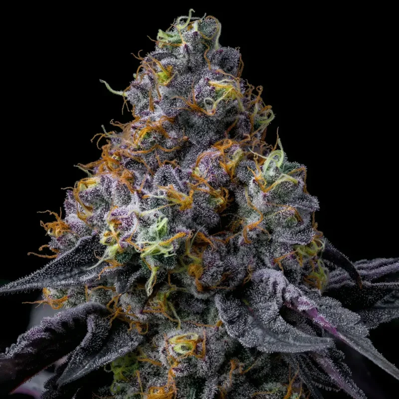 Barneys Farm Rainbow Sherbet 2