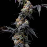 Barneys Farm Rainbow Sherbet 3