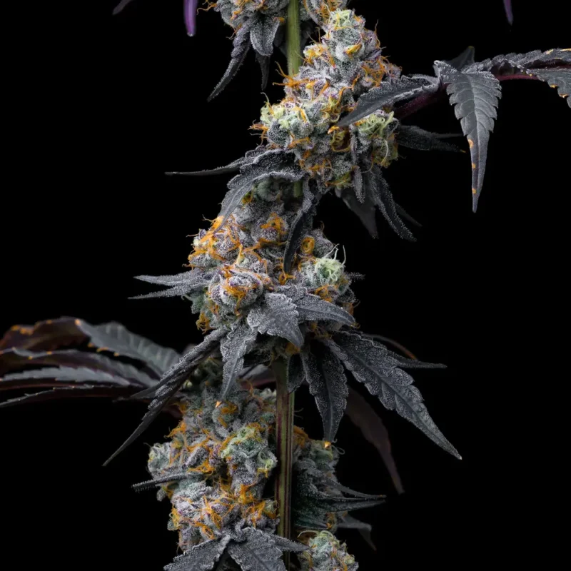 Barneys Farm Rainbow Sherbet 3