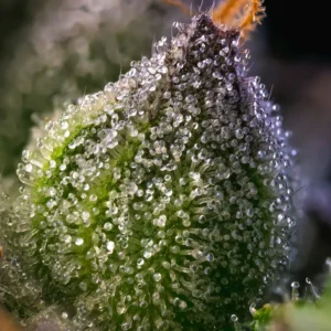 Barneys Farm Rainbow Sherbet 4