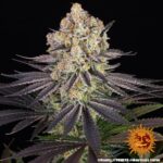 Barneys Farm Runtz 2