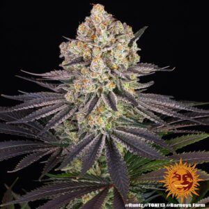 Barneys Farm Runtz 2