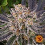 Barneys Farm Runtz 3