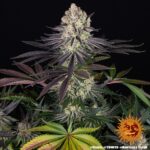 Barneys Farm Runtz 4