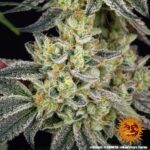 Barneys Farm Runtz 5