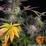 Barneys Farm Runtz 6