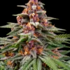 Barneys Farm Runtz Auto