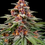 Barneys Farm Runtz Auto