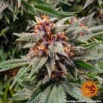 Barneys Farm Runtz Auto 2