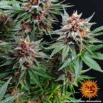 Barneys Farm Runtz Auto 3