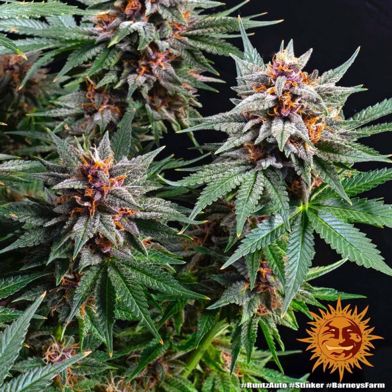 Barneys Farm Runtz Auto 3