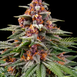 Barneys Farm Runtz Auto