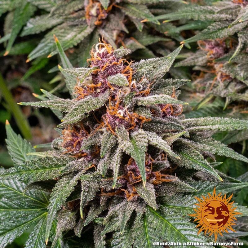 Barneys Farm Runtz Auto 4