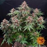 Barneys Farm Runtz Auto 6