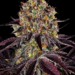 Barneys Farm Runtz x Layer Cake