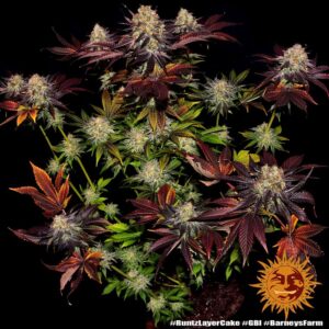 Barneys Farm Runtz x Layer Cake 2
