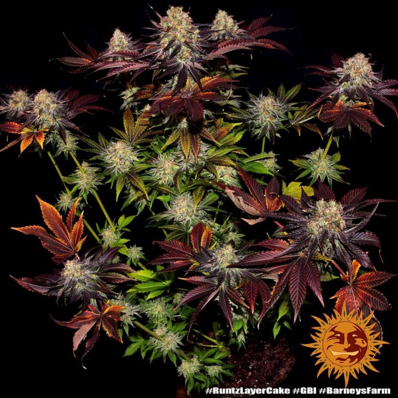 Barneys Farm Runtz x Layer Cake 2