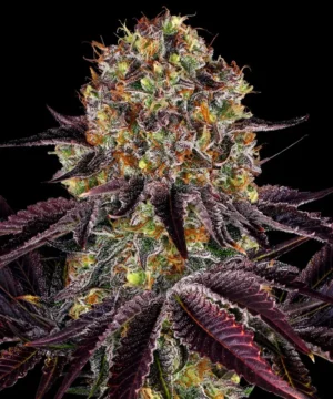 Barneys Farm Runtz x Layer Cake