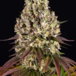 Barneys Farm Sour Diesel