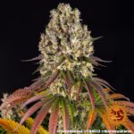 Barneys Farm Sour Diesel 3